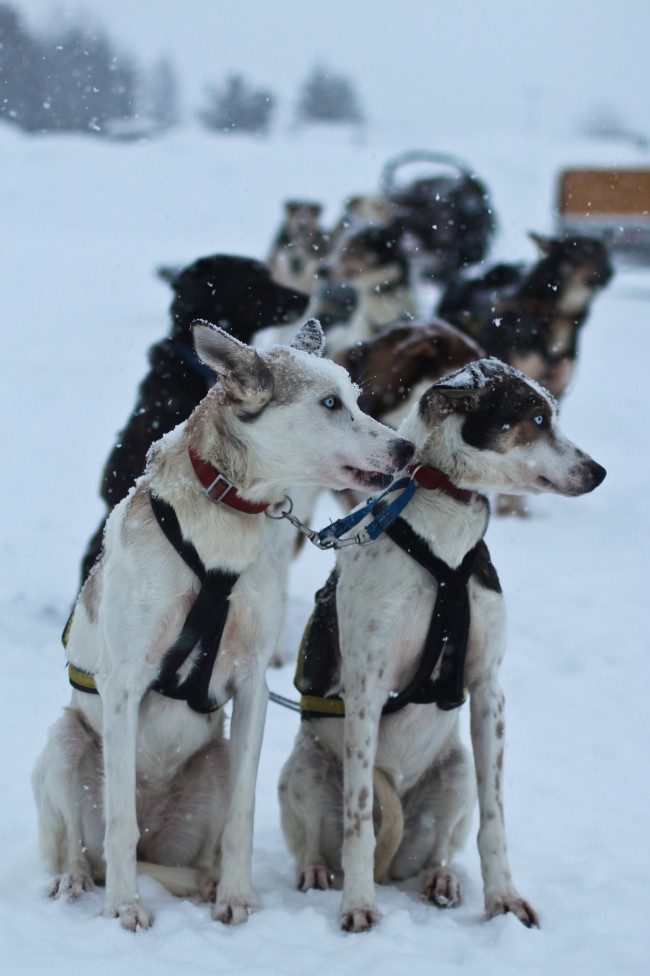 Oguzhan Erim, Kiruna. Cani da slitta in Svezia