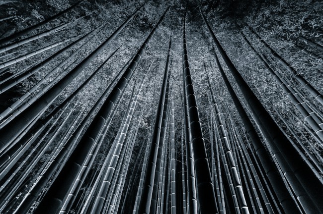 Bamboo Forest Fine Art Photography by Takeo Hirose